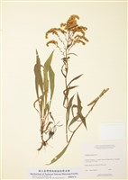 藏品(叢花千里光)的圖片